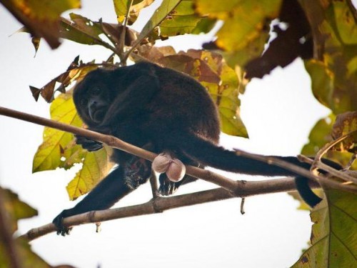 hornoxe.com_picdump192_41