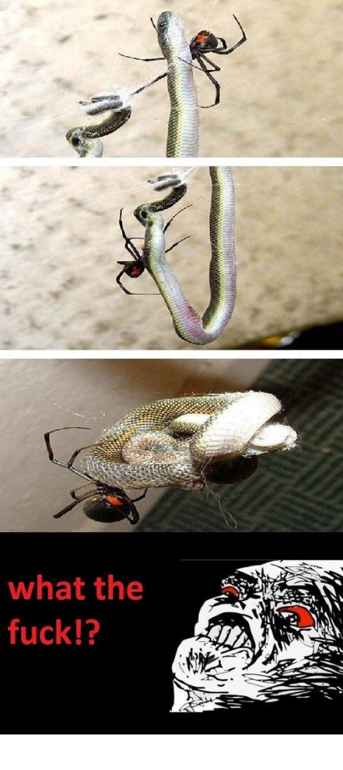 hornoxe.com_picdump194_047