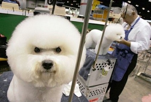 hornoxe.com_picdump194_084