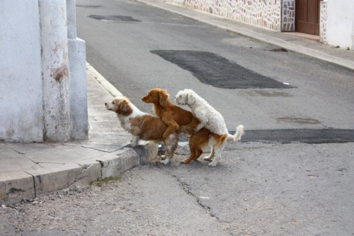 hornoxe.com_picdump195_004