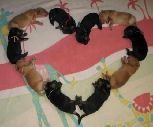 hornoxe.com_picdump196_50