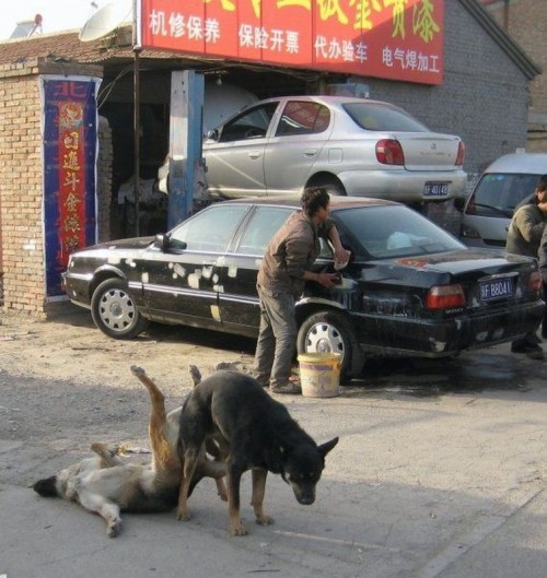 hornoxe.com_picdump196_56