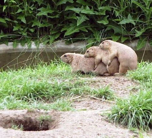 hornoxe.com_picdump197_79