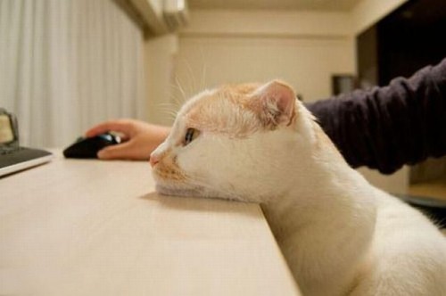 hornoxe.com_picdump199_079