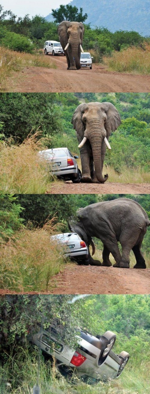 hornoxe.com_picdump199_105