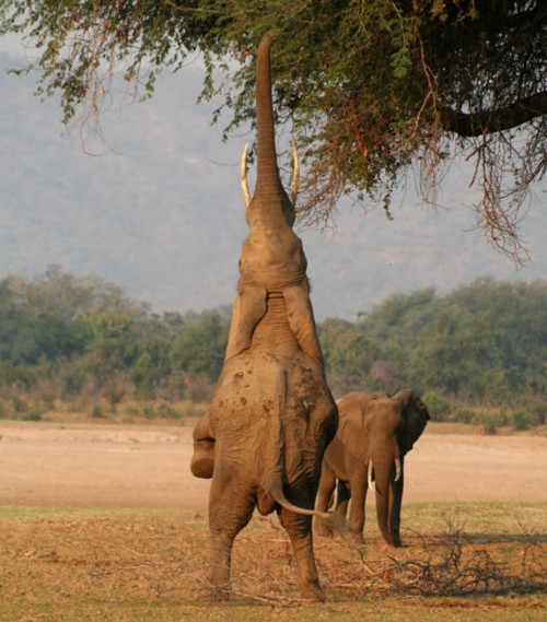 hornoxe.com_picdump200_097