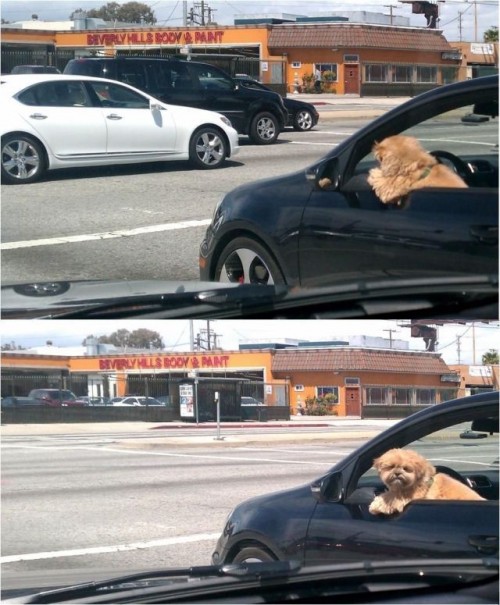 hornoxe.com_picdump200_100