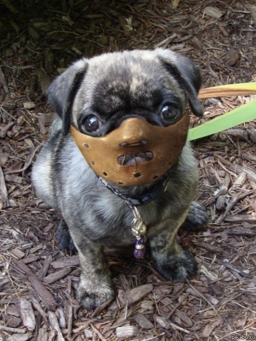 hornoxe.com_picdump200_135