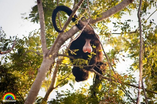 hornoxe.com_picdump202_022