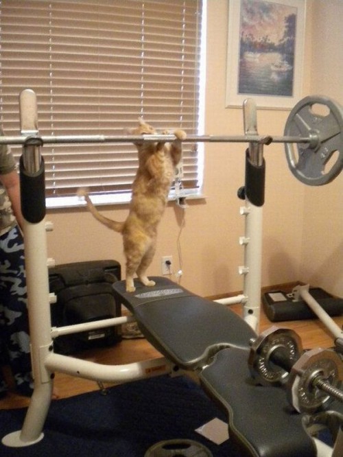 hornoxe.com_picdump202_040