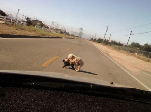 hornoxe.com_picdump202_053