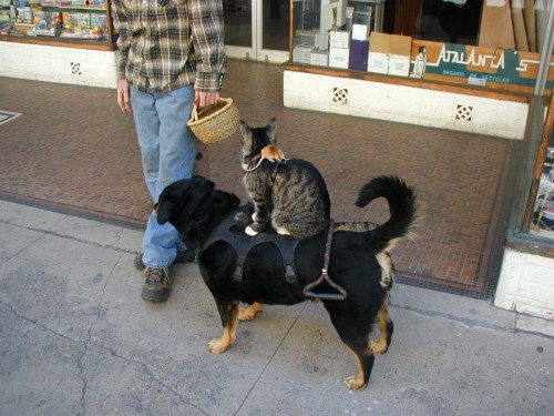 hornoxe.com_picdump202_054