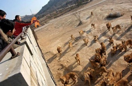 hornoxe.com_picdump202_086