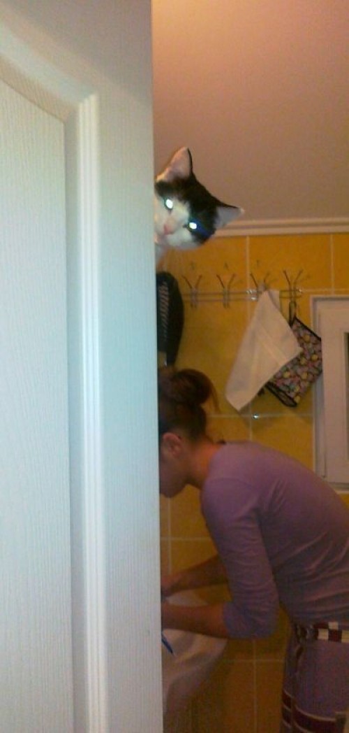 hornoxe.com_picdump204_072