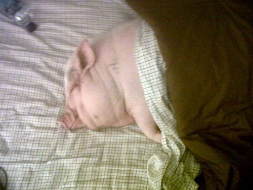 hornoxe.com_picdump204_078