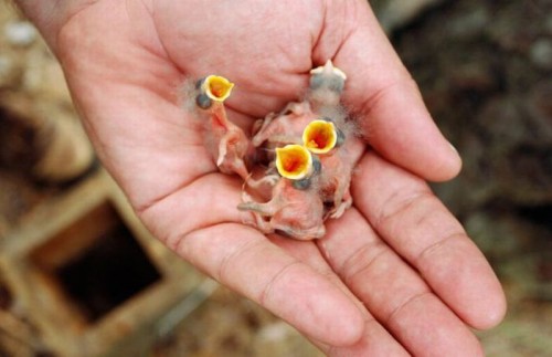 hornoxe.com_picdump204_095