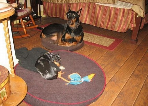 hornoxe.com_picdump205_088