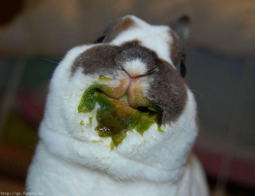 hornoxe.com_picdump206_060