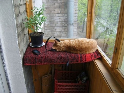 hornoxe.com_picdump206_084