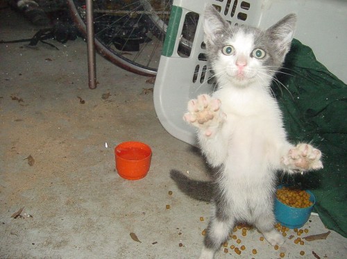 hornoxe.com_picdump214_039