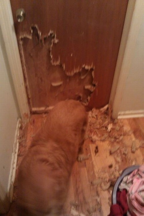 hornoxe.com_picdump214_068