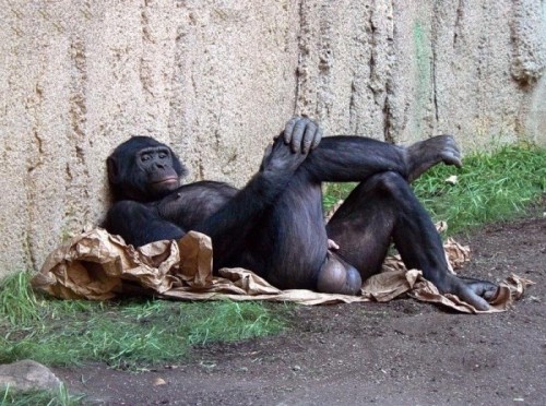 hornoxe.com_picdump216_101