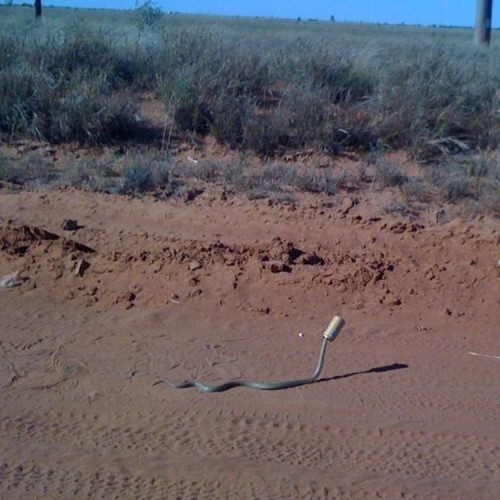 hornoxe.com_picdump218_050