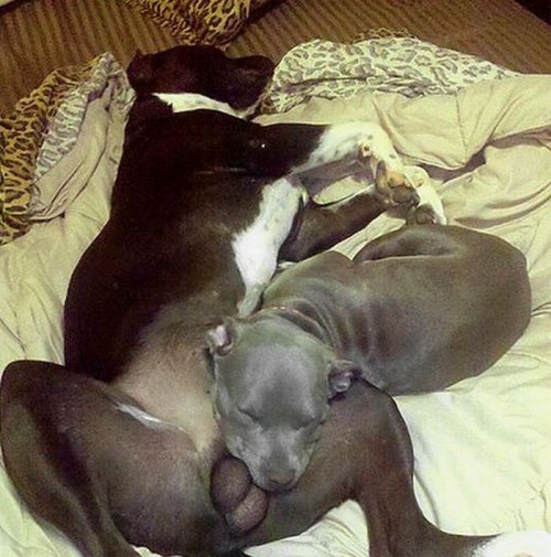 hornoxe.com_picdump218_076