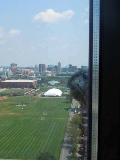 hornoxe.com_picdump218_086