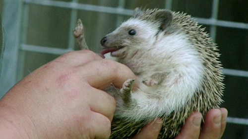 hornoxe.com_picdump218_106