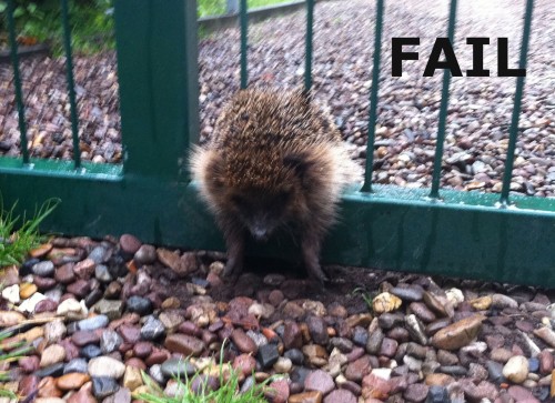 hornoxe.com_picdump218_107