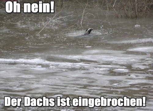 hornoxe.com_picdump219_021