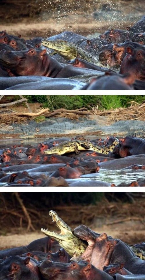 hornoxe.com_picdump219_070