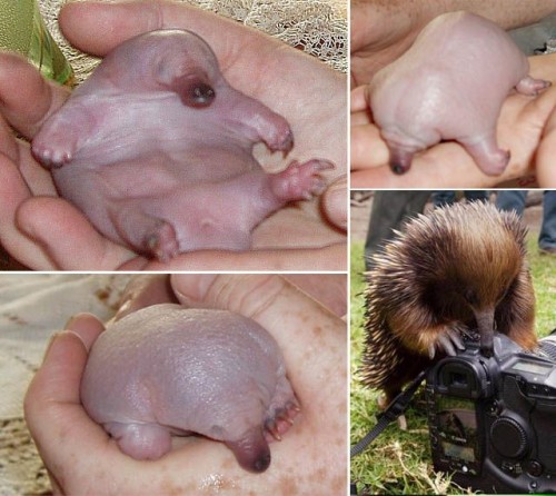 hornoxe.com_picdump219_082