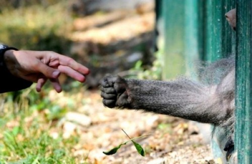 hornoxe.com_picdump219_095