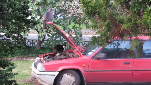 hornoxe.com_picdump219_101