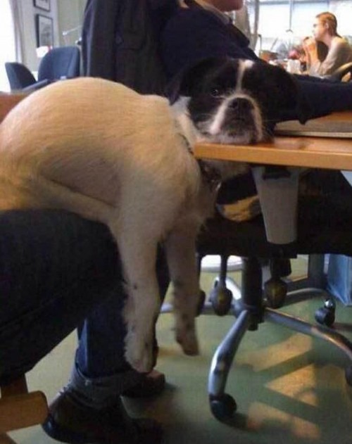 hornoxe.com_picdump220_069