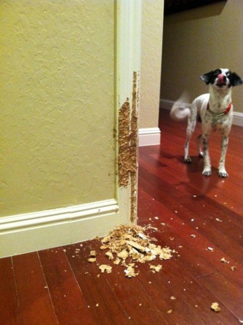 hornoxe.com_picdump220_084