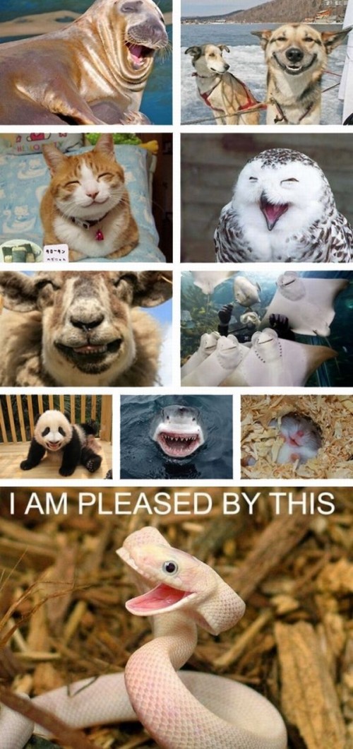 hornoxe.com_picdump221_096