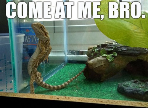 hornoxe.com_picdump222_040