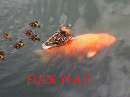 hornoxe.com_picdump222_084