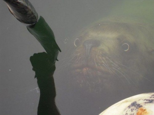 hornoxe.com_picdump223_097