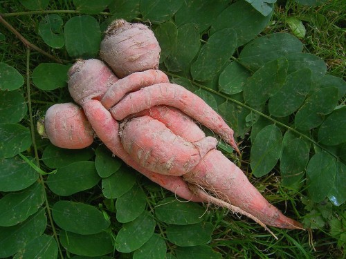 hornoxe.com_picdump223_162