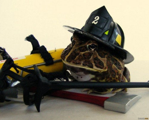 hornoxe.com_picdump224_091