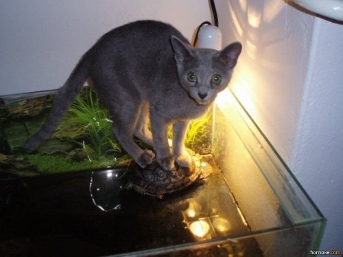 hornoxe.com_picdump224_094