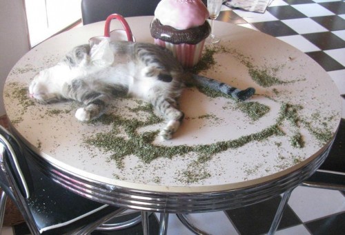 hornoxe.com_picdump225_016