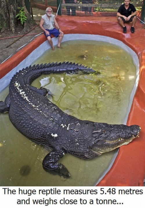 hornoxe.com_picdump225_025