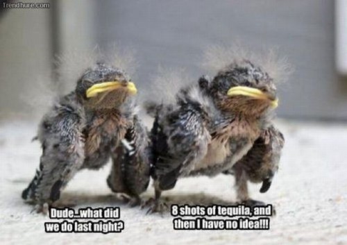 hornoxe.com_picdump225_034