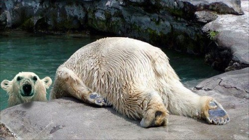 hornoxe.com_picdump225_080