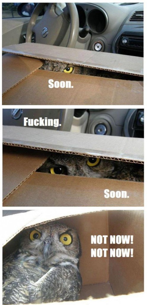 hornoxe.com_picdump228_003